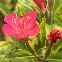 Oenothera kunthiana